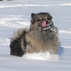 60 Mittelspitz Arabella von der Rosteige im Schnee