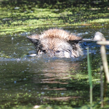 Ausflug mit den Mittelspitzen von der Rosteige an den Weiher 2011 - 26