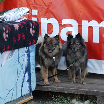 CACIB Targu Mures 2011 mit den Spitzen von der Rosssteige 11